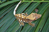 Red Harlequin w/ White Spot Crested Gecko