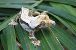 Whitewall Pinstripe Crested Gecko