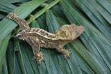 Yellow Emptyback Tiger Pinstripe Crested Gecko