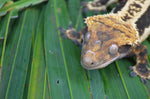 Dark Whitewall Emptyback Pinstripe Crested Gecko (MASSIVE)