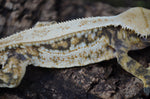 Drippy Whiteout Harlequin Quadstripe Crested Gecko