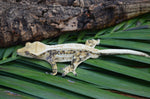 Drippy Whiteout Harlequin Quadstripe Crested Gecko