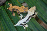 Tangerine Harlequin Pinstripe Crested Gecko