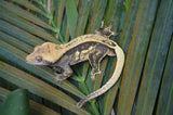 Lavander Harlequin Quadstripe Crested Gecko