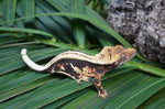 Whitewall Superstripe Crested Gecko