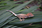 Sable Crested Gecko