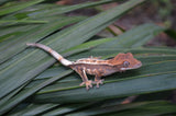 Sable Crested Gecko