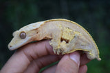 Hypo Yellow Pinstripe Dalmatian Crested Gecko (Majin Buu offspring)