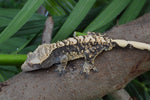 Tiger Harlequin Crested Gecko