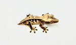 Whitewall Harlequin Pinstripe Crested Gecko