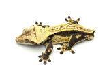 "Viral" Whitewall Quadstripe (Soft Scale?) Crested Gecko