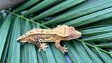 Yellow Quadstripe Pinstripe Crested Gecko