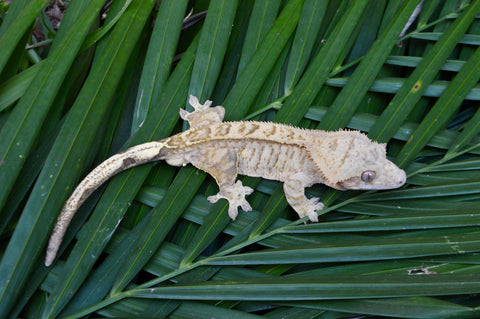 Yellow Phantom Tiger Crested Gecko