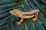 Whitewall Pinstripe Crested Gecko