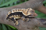 Harlequin Pinstripe Crested Gecko