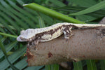 Drippy Harlequin Pinstripe Crested Gecko (Gravid?)