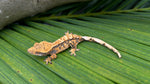 Perfect Harlequin Crested Gecko