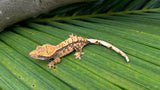 Perfect Harlequin Crested Gecko