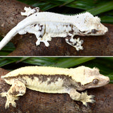Lilly White Pinstripe Crested Gecko