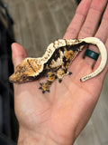 Whitewall Harlequin Crested Gecko