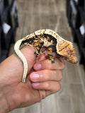 Whitewall Harlequin Crested Gecko