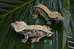 BREEDING PAIR of Extreme Harlequin Crested Geckos