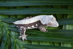 Solid Dorsal White Pinstripe Crested Gecko (Gravid?)