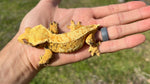 High Coverage Extreme Harlequin Crested Gecko