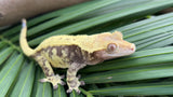 Whiteout Harlequin Crested Gecko "Rowdy"