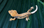 Extreme Harlequin Pinstripe Whiteout Crested Gecko (CRAZY COLOR)