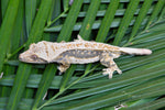 Drippy Whitewall Quadstripe Crested Gecko