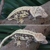 Tangerine Quadstripe Dalmatian Crested Gecko