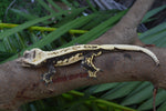 Dark and Cream Pinstripe Crested Gecko