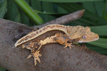 Whitewall Pinstripe Crested Gecko