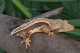 Whitewall Pinstripe Crested Gecko