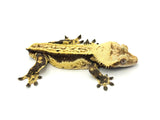 "Viral" Whitewall Quadstripe (Soft Scale?) Crested Gecko