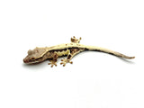 Frappuccino Crested Gecko