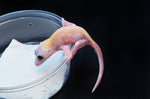 Leucistic Crested Gecko (Super Hypo) *NEW MORPH*