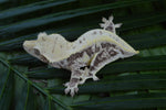 Lilly White Crested Gecko