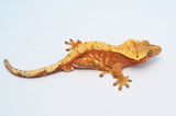 Red Harlequin Dalmatian Crested Gecko (Red Spots)