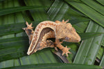 Whitewall Pinstripe Crested Gecko