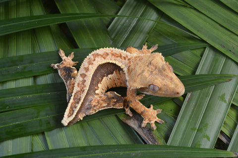 Whitewall Pinstripe Crested Gecko