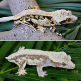 Creamy Lavender Harlequin Pinstripe Crested Gecko