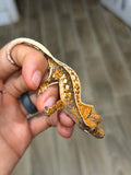 Whitewall Tricolor Pinstripe Crested Gecko (F4)