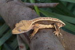 Whitewall Pinstripe Crested Gecko