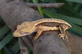 Whitewall Pinstripe Crested Gecko