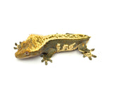 Emptyback Pinstripe Crested Gecko
