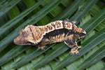 Harlequin Pinstripe Crested Gecko