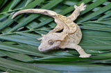 Yellow Phantom Tiger Crested Gecko