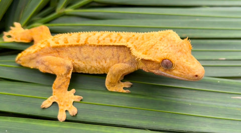 Extreme Harlequin Crested Gecko